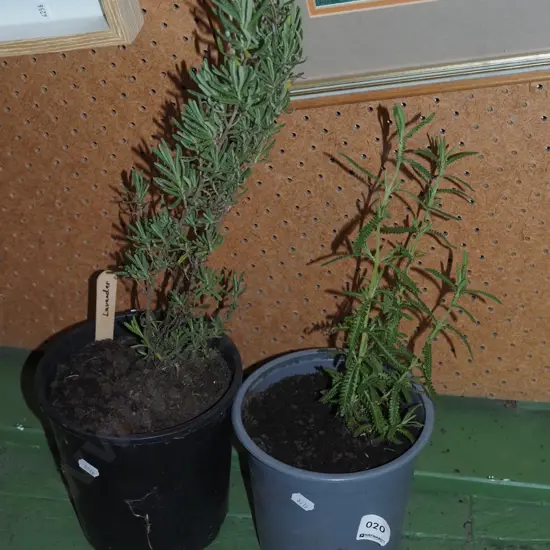 2x potted lavender