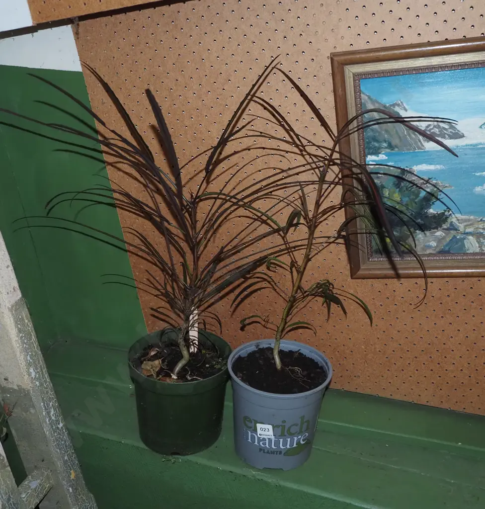 2x potted lancewoods Image 1++