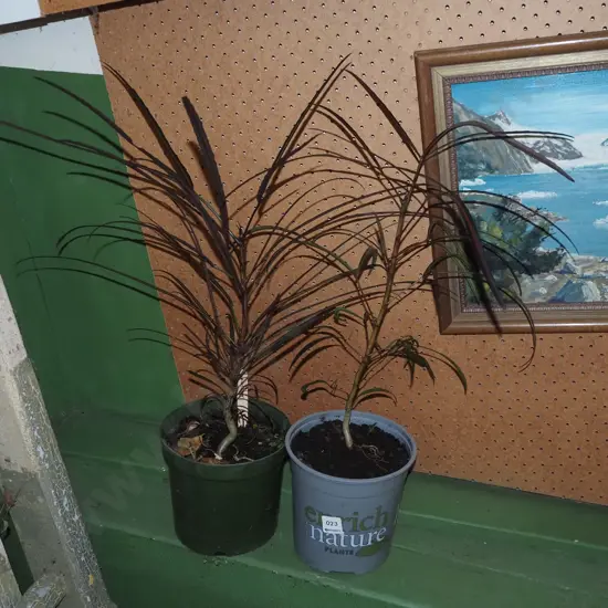2x potted lancewoods