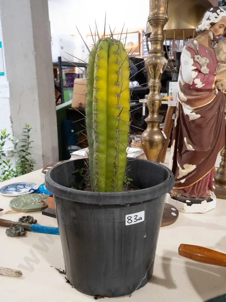 cactus in plastic pot Image 1++