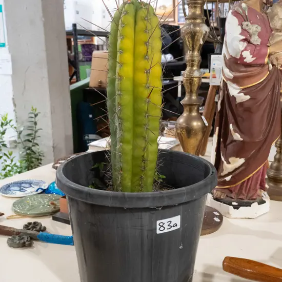 cactus in plastic pot