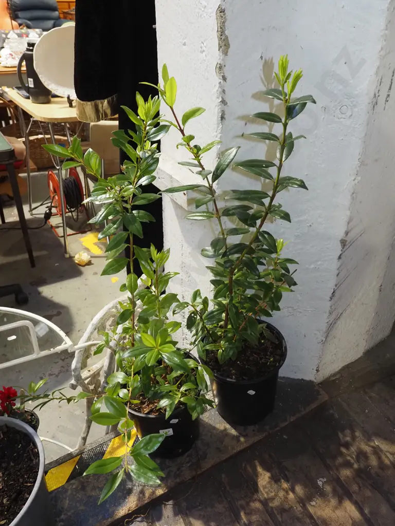 2x potted pohutukawa Image 1++