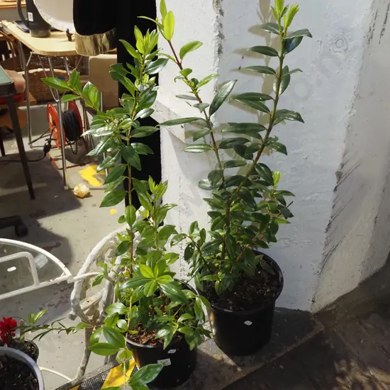 2x potted pohutukawa