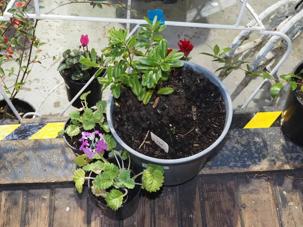 potted hebe, 2x potted primroses Image 1++