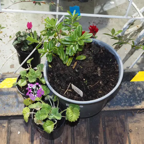 potted hebe, 2x potted primroses