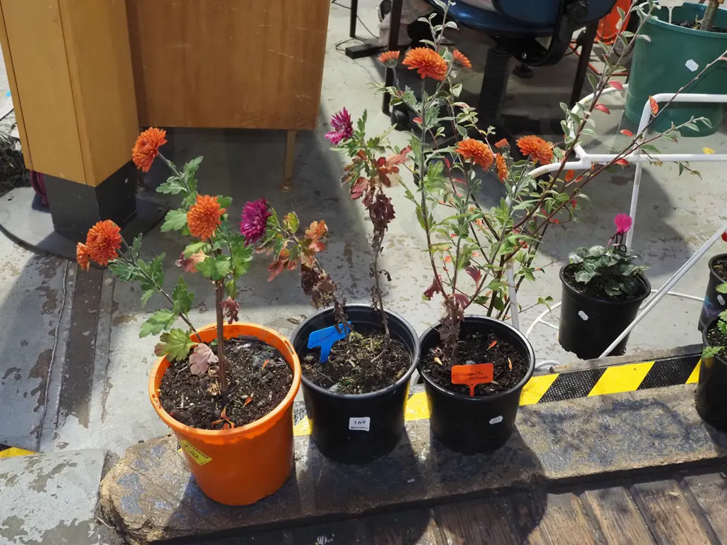 3x potted chrysanthemums - pink and orange Image 1++