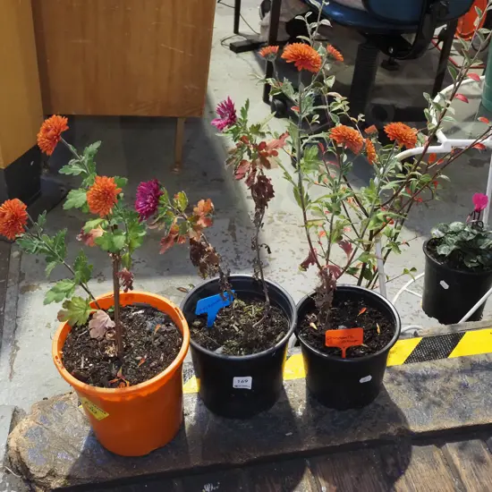 3x potted chrysanthemums - pink and orange