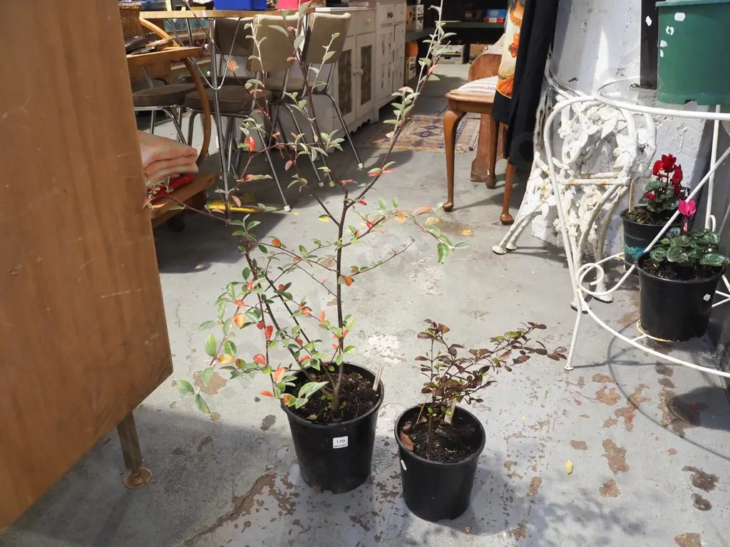 potted marble leaf, potted coton easter Image 1++