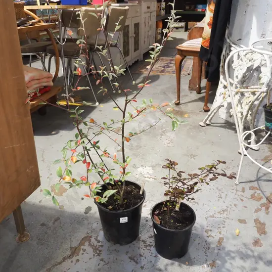 potted marble leaf, potted coton easter