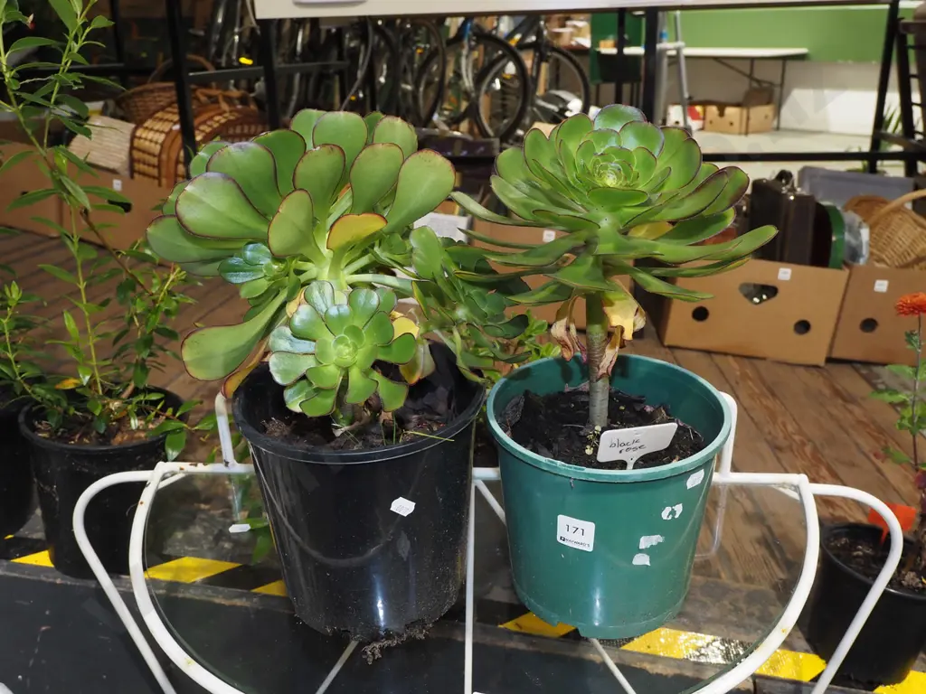 2x potted black rose succulents Image 1++