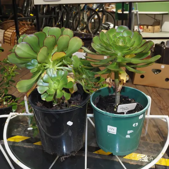 2x potted black rose succulents