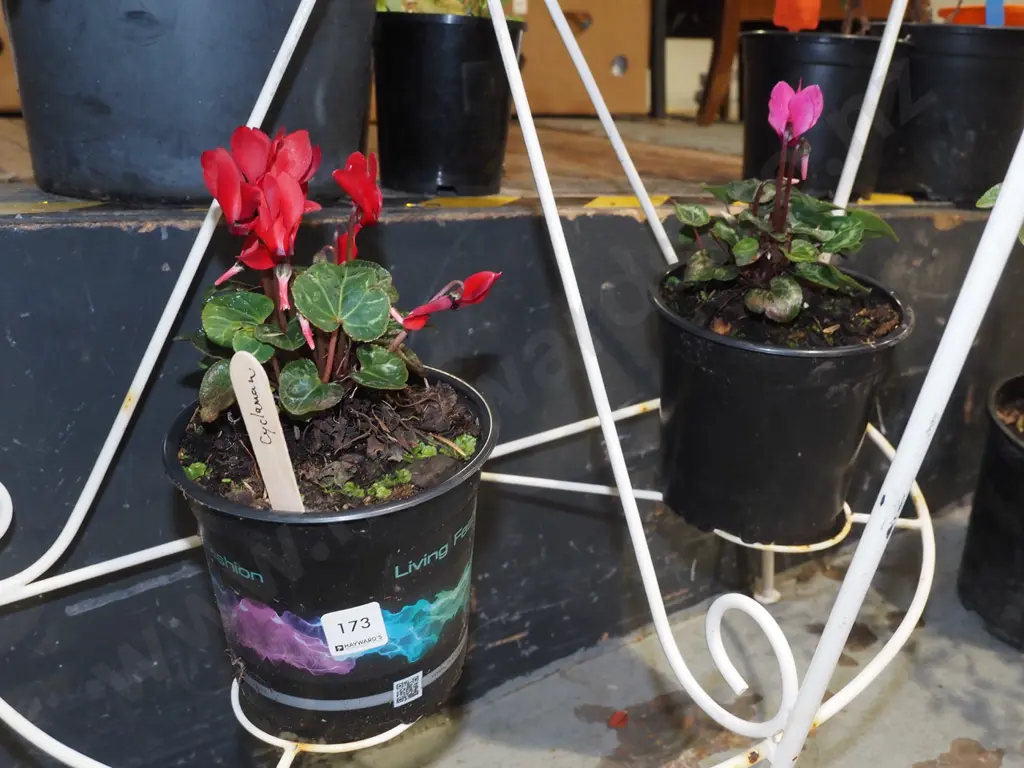 2x potted cyclamens Image 1++