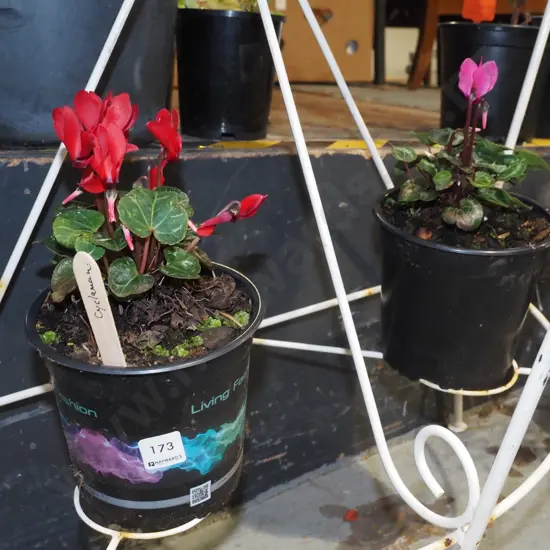 2x potted cyclamens