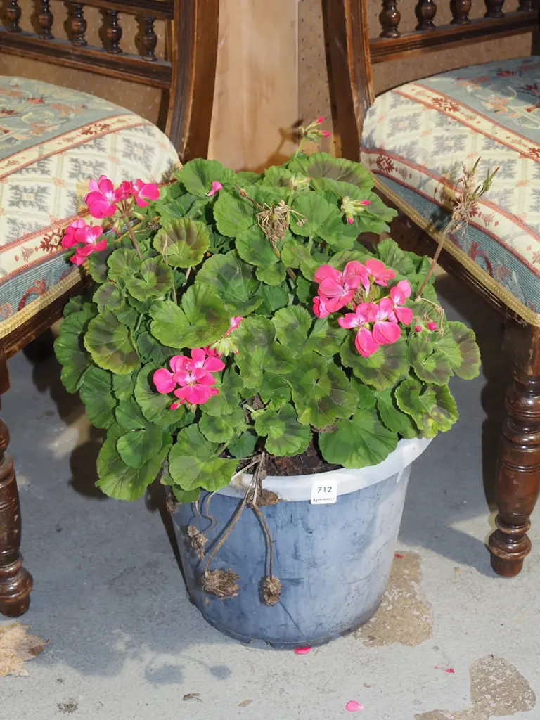 potted geranium Image 1++