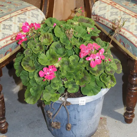 potted geranium