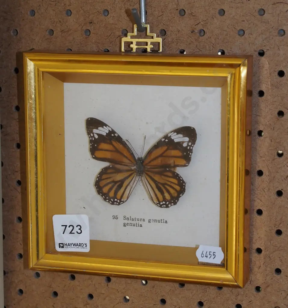 framed butterfly Image 1++