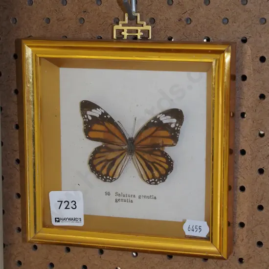 framed butterfly