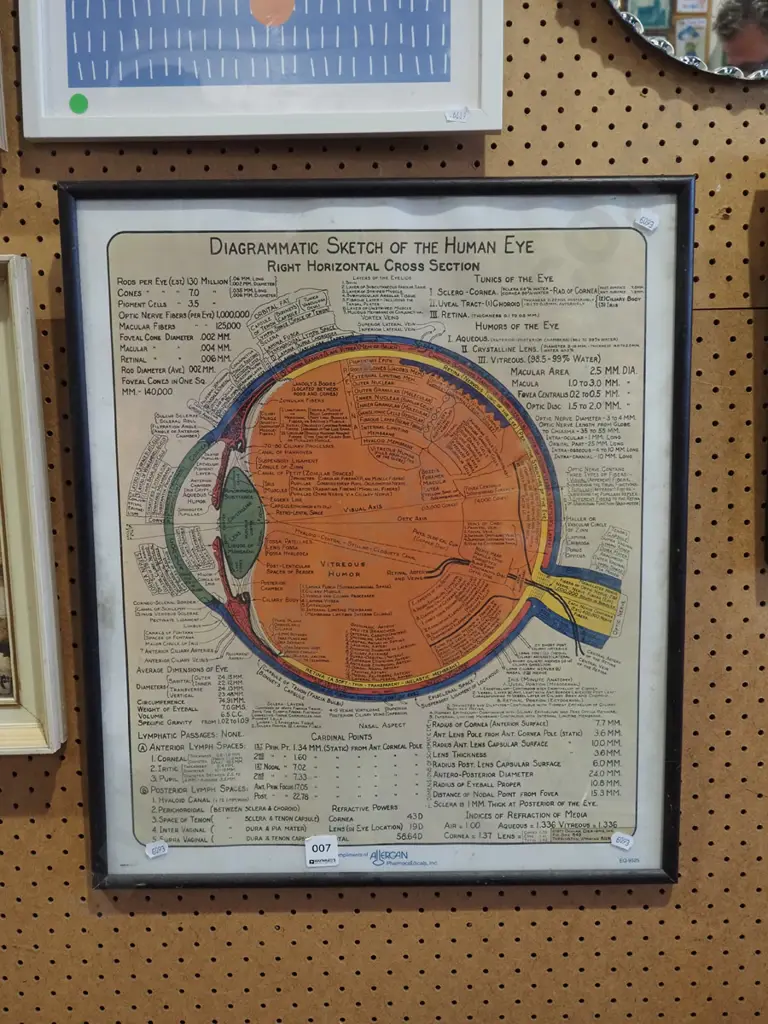 poster print - diagrammatic sketch of the human eye Image 1++