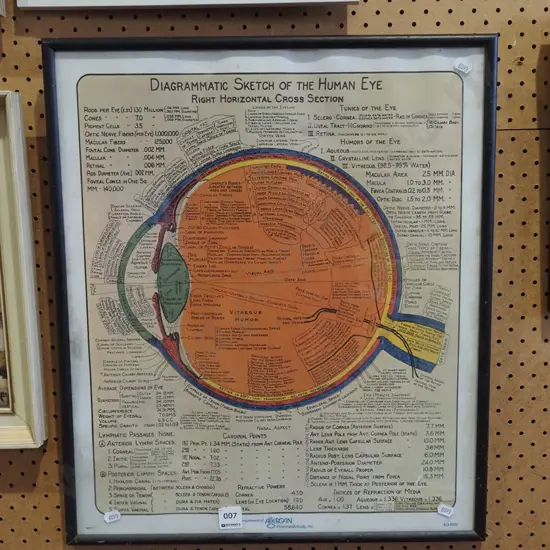 poster print - diagrammatic sketch of the human eye