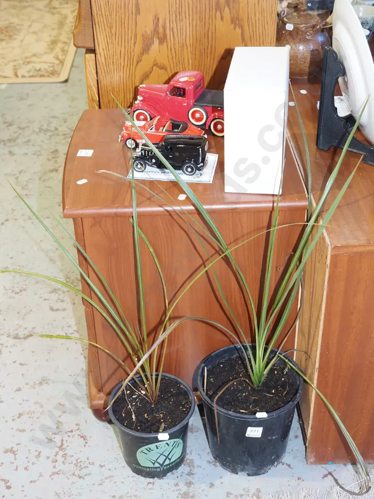 2x potted cabbage trees Image 1++