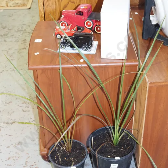 2x potted cabbage trees