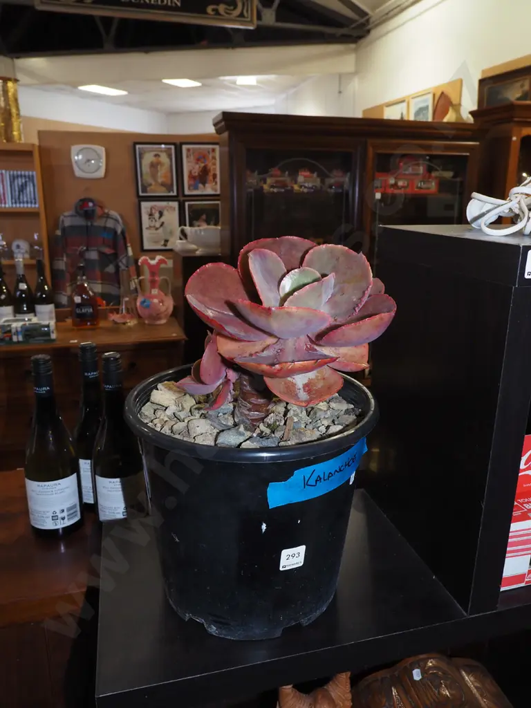 potted succulent - kalanchoe Image 1++