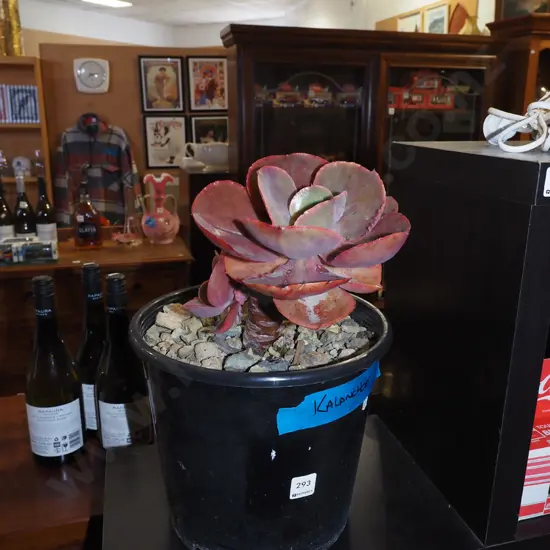 potted succulent - kalanchoe
