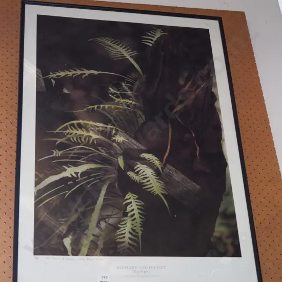 framed ltd edition photo print - epiphyte
