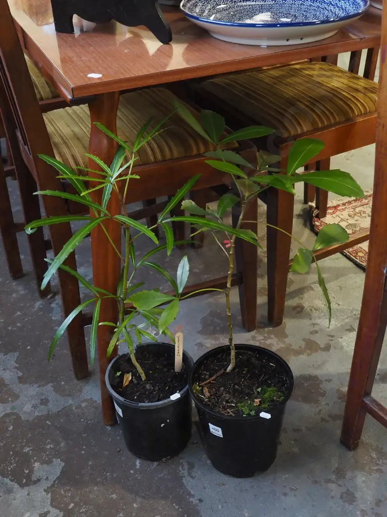 potted pseudopanax, potted lancewood Image 1++