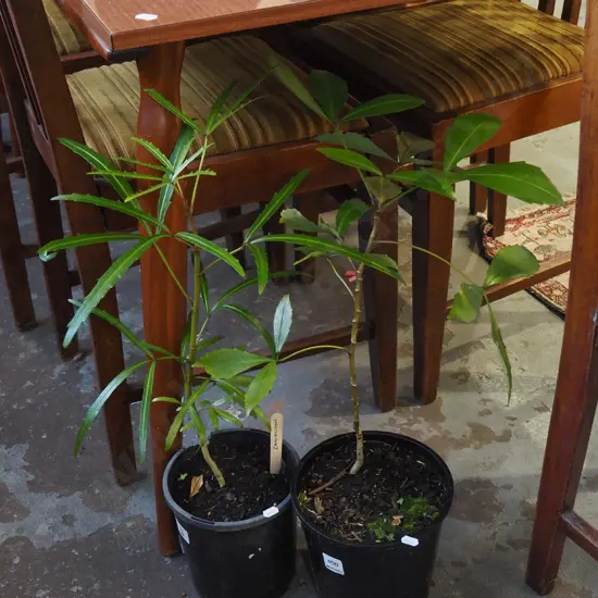 potted pseudopanax, potted lancewood