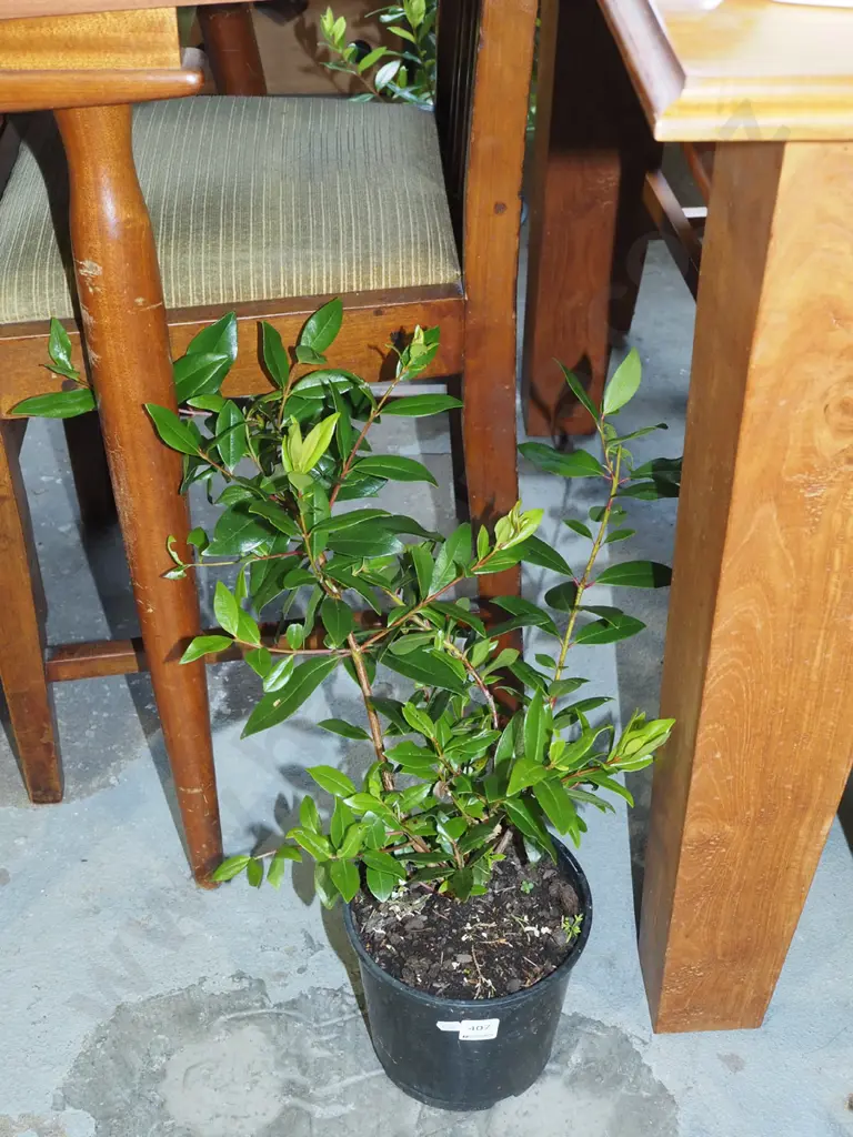potted pohutukawa Image 1++