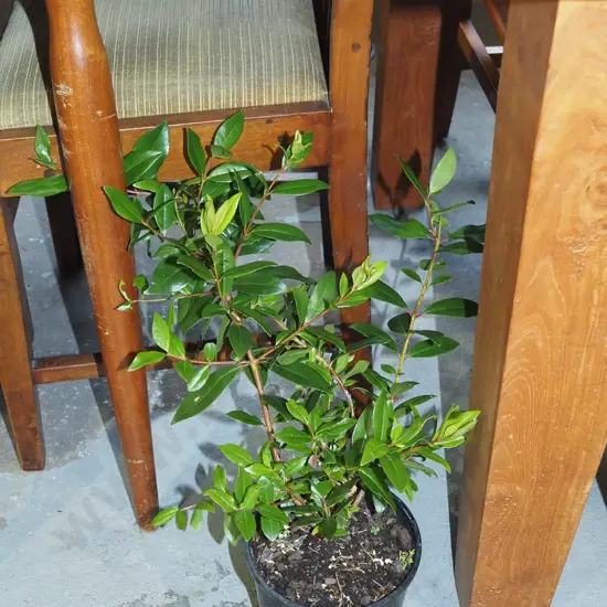 potted pohutukawa