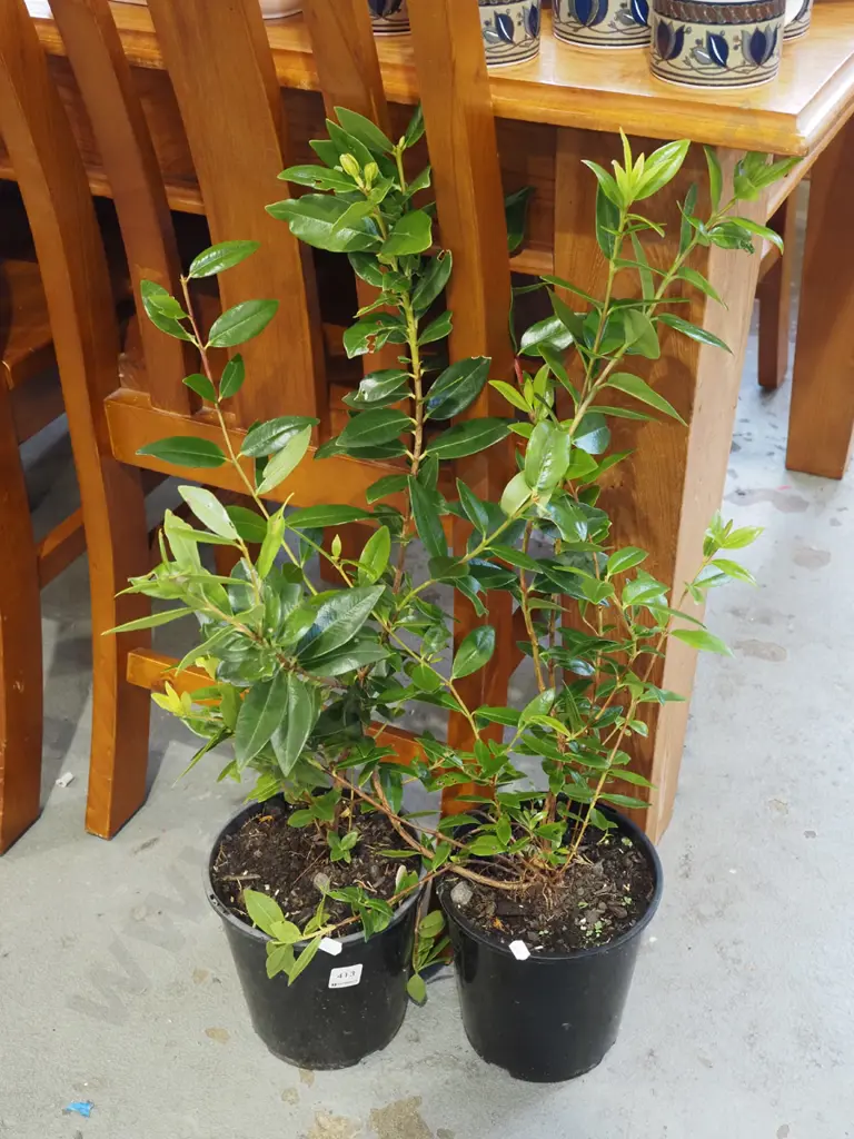 2x potted pohutukawa Image 1++
