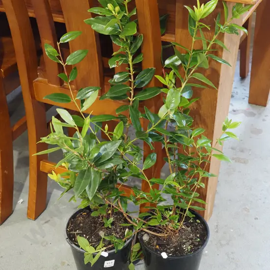 2x potted pohutukawa