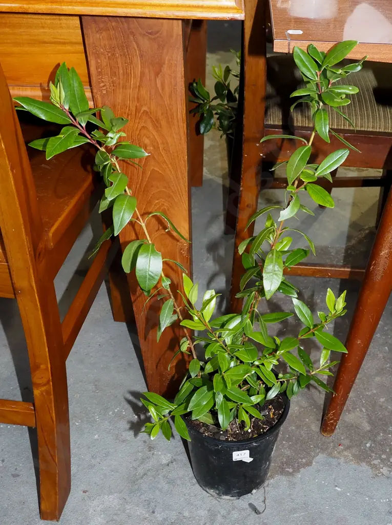 potted pohutukawa Image 1++