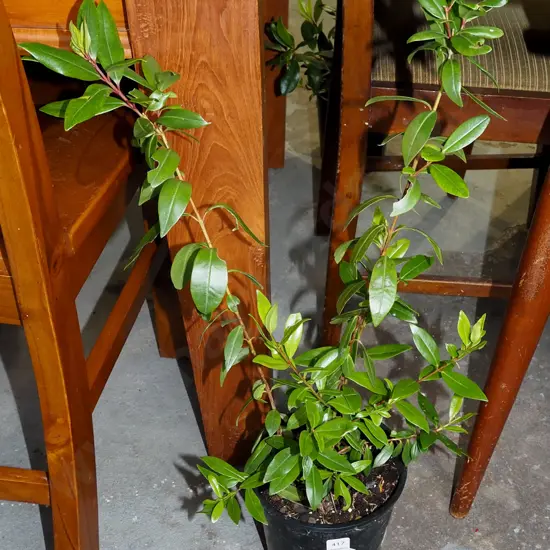 potted pohutukawa