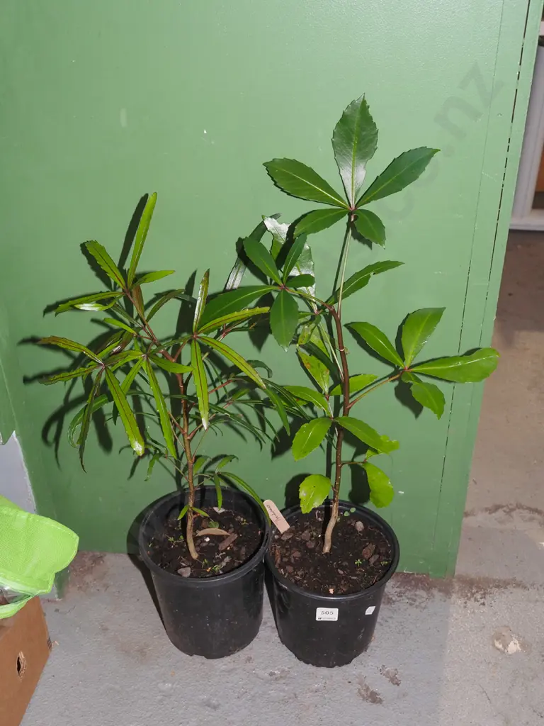 2x potted pseudopanax Image 1++