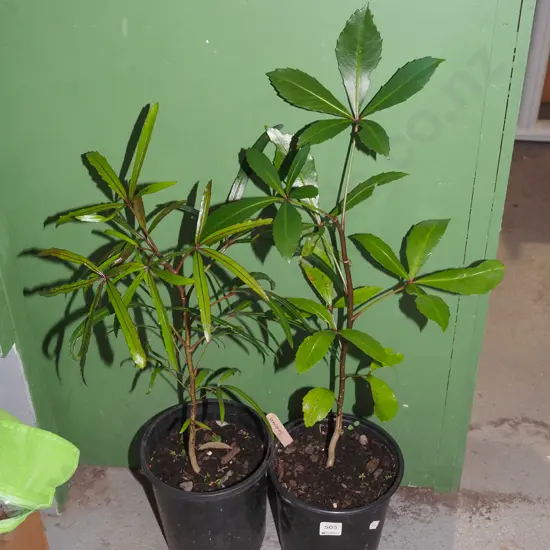 2x potted pseudopanax