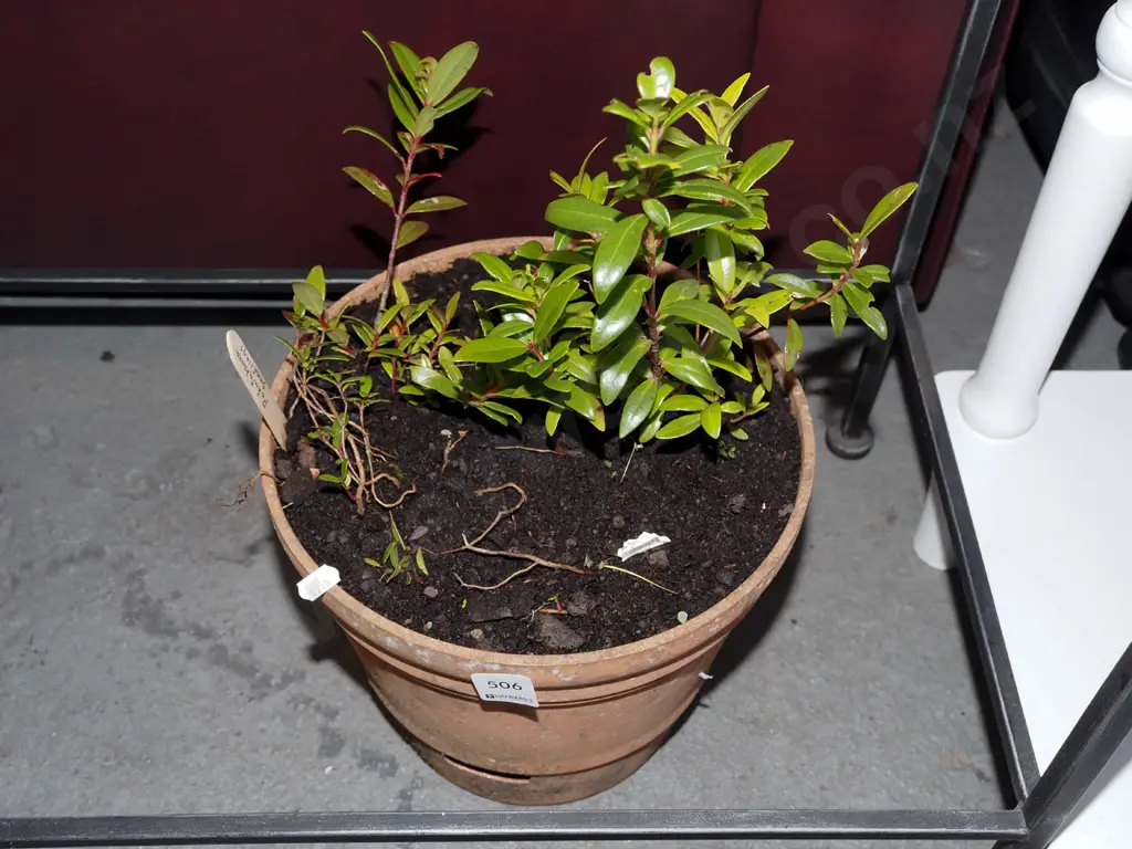 pohutukawa seedlings Image 1++