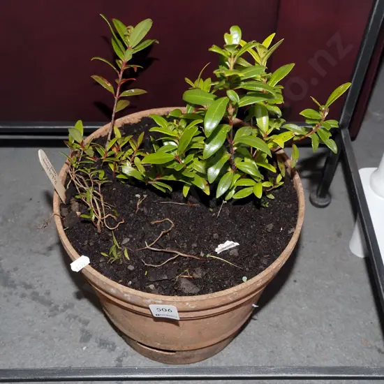 pohutukawa seedlings