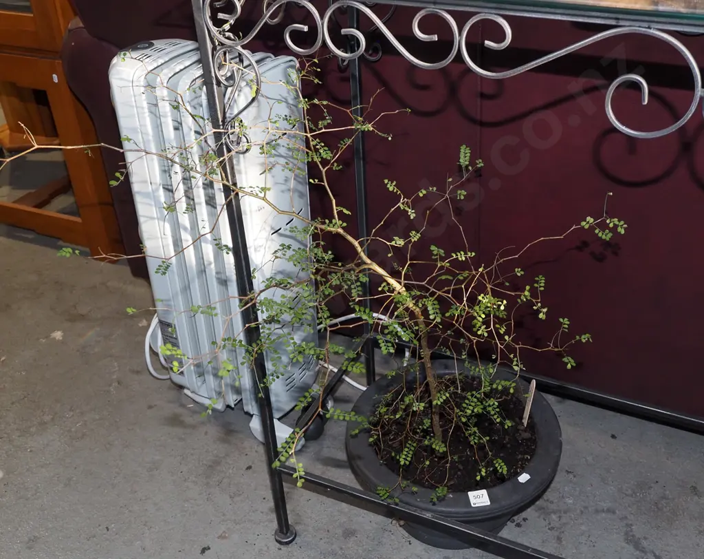 potted kowhai Image 1++