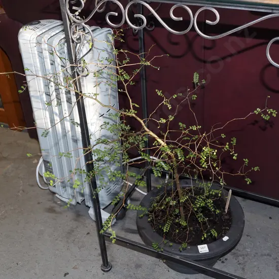 potted kowhai