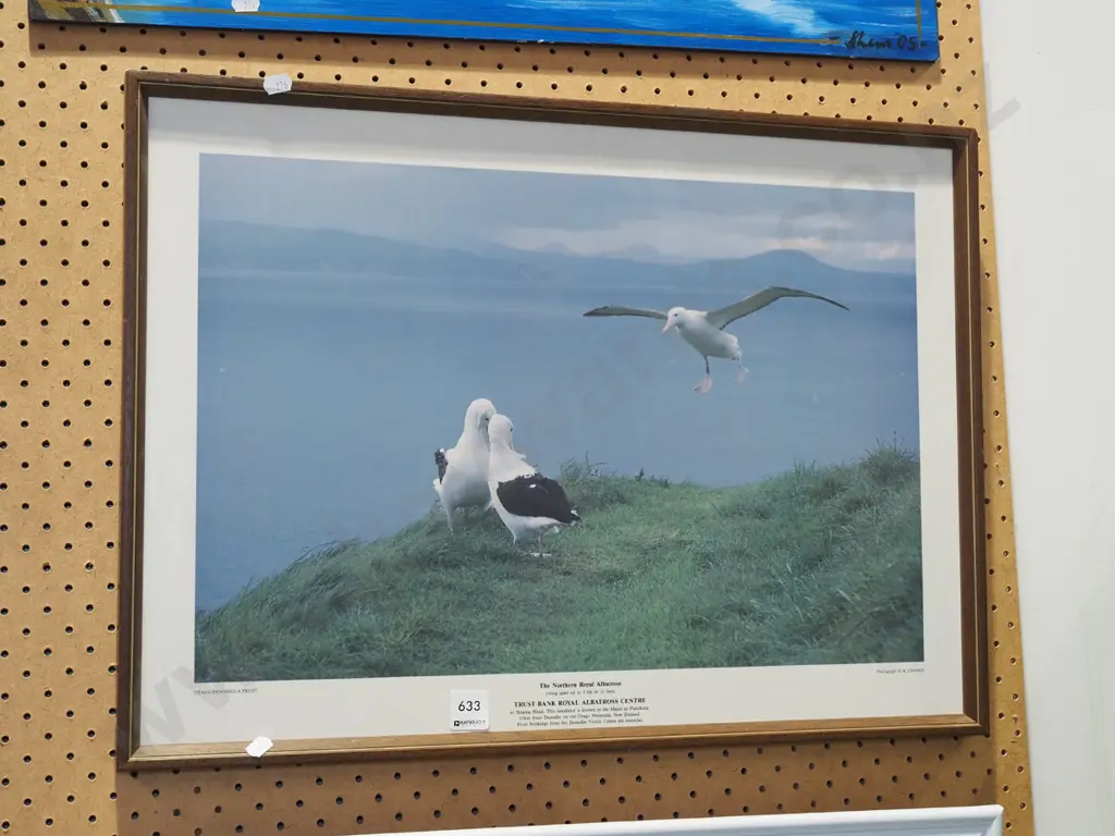 framed royal albatross poster print Image 1++
