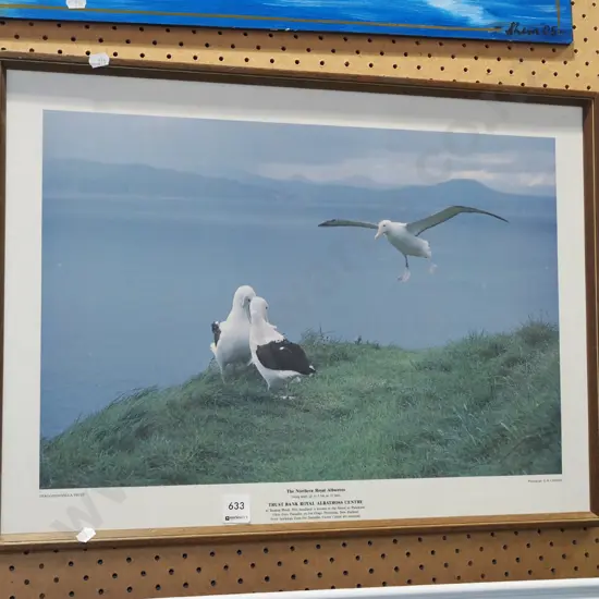 framed royal albatross poster print