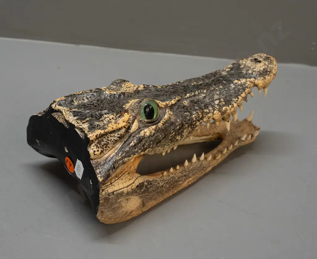 preserved alligator head L-240 Image 1++