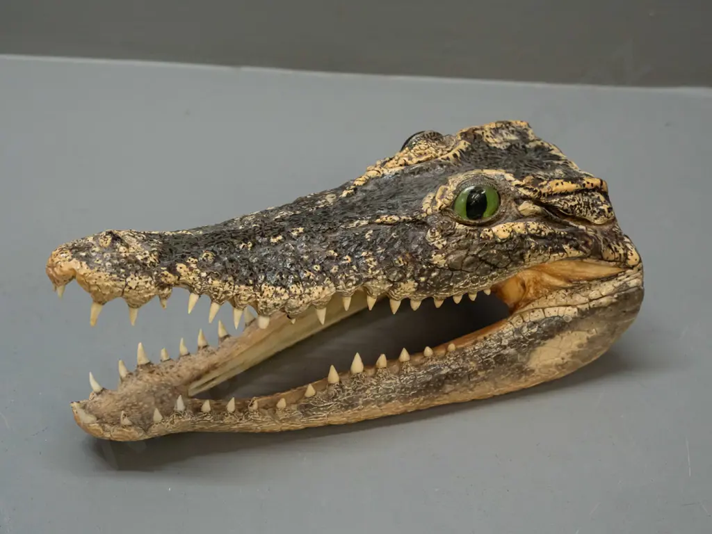 preserved alligator head L-240 Image 1++