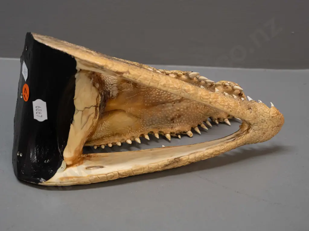 preserved alligator head L-240 Image 1++