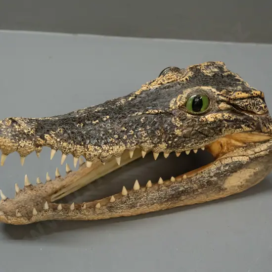 preserved alligator head L-240