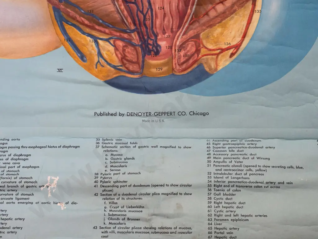 large vintage Denoyer-Geppert educational poster on wood rollers - KL9 / Digestive system - artist P.M. Lariviere. Some Image 1++