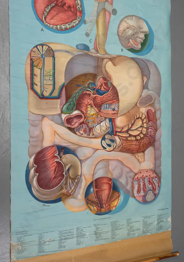 large vintage Denoyer-Geppert educational poster on wood rollers - KL9 / Digestive system - artist P.M. Lariviere. Some Image 1++